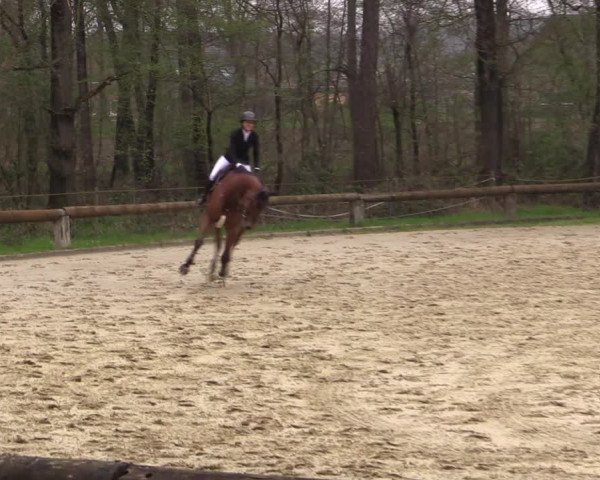Reitturnier Rhede 2023