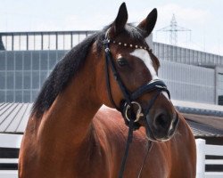 jumper Prima Ballerina 14 (Pony without race description, 2003, from Poldy)