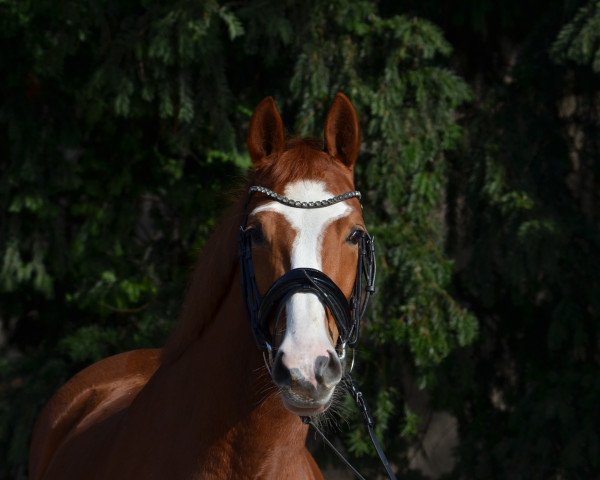 Pferd Donnerfee 73 (Rheinländer, 2018, von Harmony's de Beau)