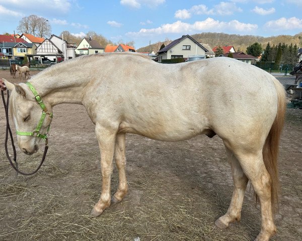 horse SN Bueno Prince Par (Quarter Horse, 2021)