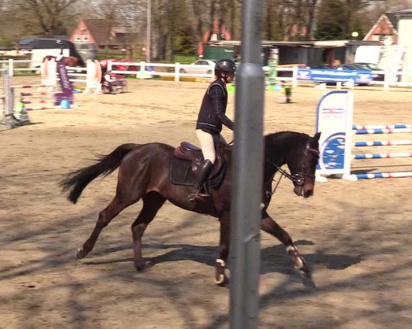 Reitturnier Mildstedt 2023