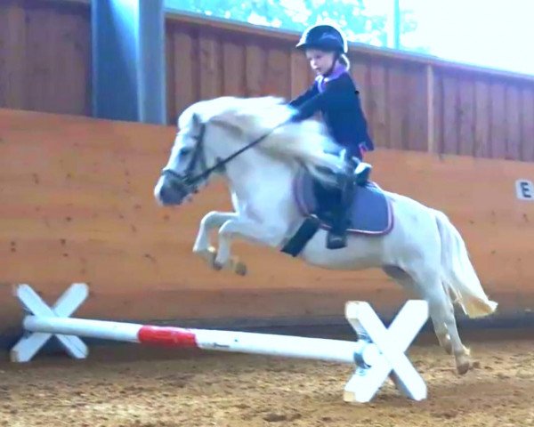 Dressurpferd Kirchweihtal's Santafee (Dt.Part-bred Shetland Pony, 2013, von Kirchweihtal's Apache)