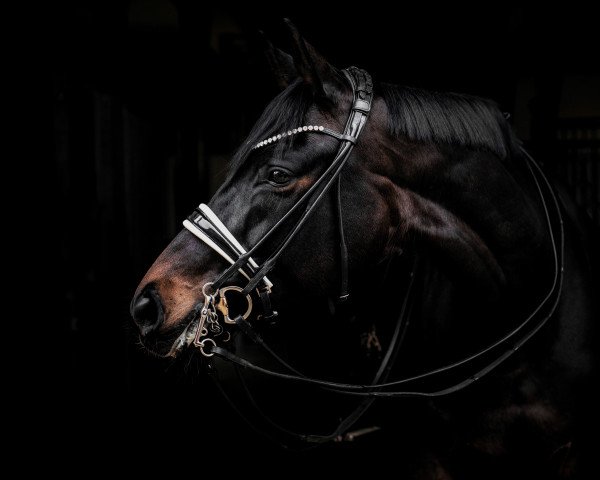 horse Scaia (Hanoverian, 2015, from Sarotti Mocca-Sahne) horse Scaia (Hanoverian, 2015, from Sarotti Mocca-Sahne)
