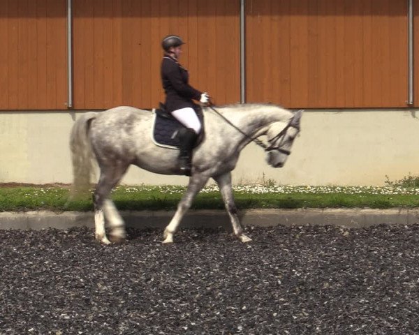 Reitturnier Gerasdorf bei Wien 2023