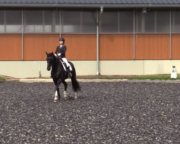 Reitturnier Gerasdorf bei Wien 2023