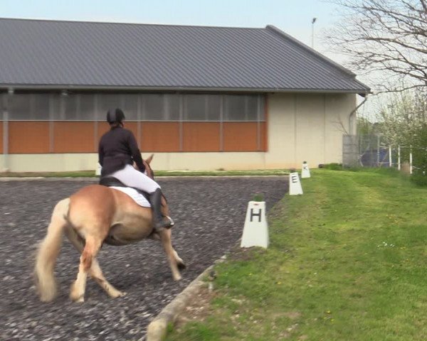 Reitturnier Gerasdorf bei Wien 2023