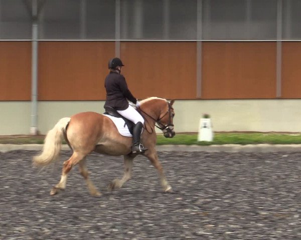 Reitturnier Gerasdorf bei Wien 2023