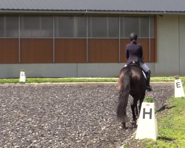 Reitturnier Gerasdorf bei Wien 2023