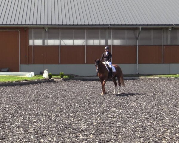 Reitturnier Gerasdorf bei Wien 2023