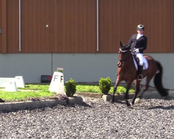 Reitturnier Gerasdorf bei Wien 2023