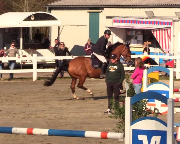 Reitturnier Mildstedt 2023