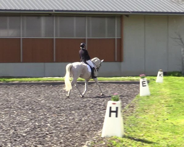 Reitturnier Gerasdorf bei Wien 2023