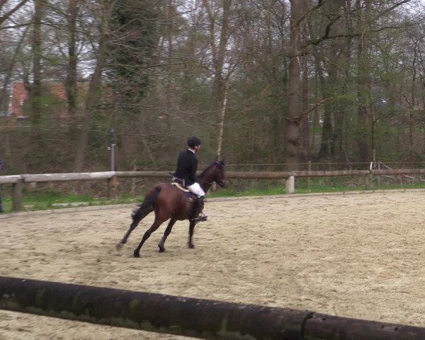Reitturnier Rhede 2023