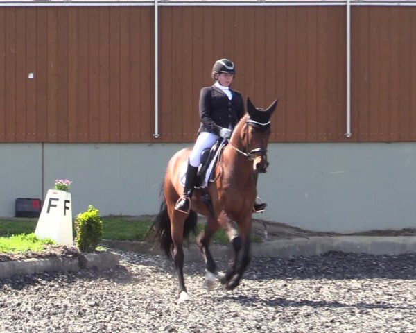 Reitturnier Gerasdorf bei Wien 2023