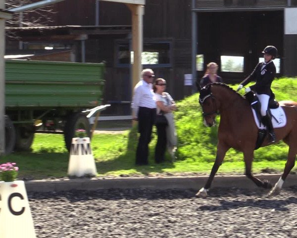 Reitturnier Gerasdorf bei Wien 2023