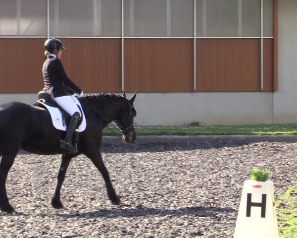 Reitturnier Gerasdorf bei Wien 2023