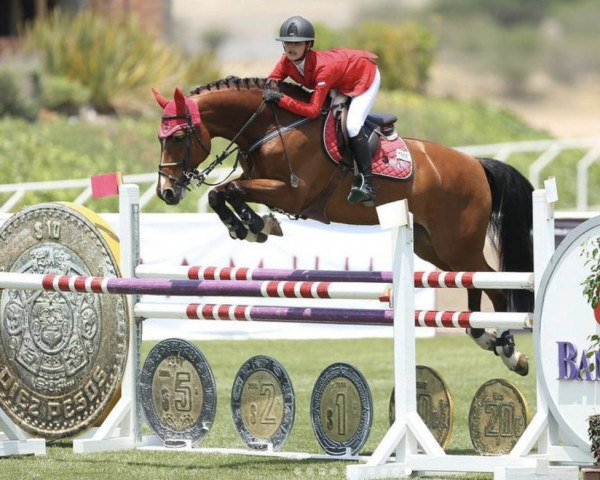 Springpferd Zidane (KWPN (Niederländisches Warmblut), 2004, von Celano)