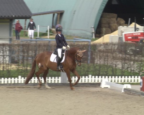 Reitturnier Gerasdorf bei Wien 2023