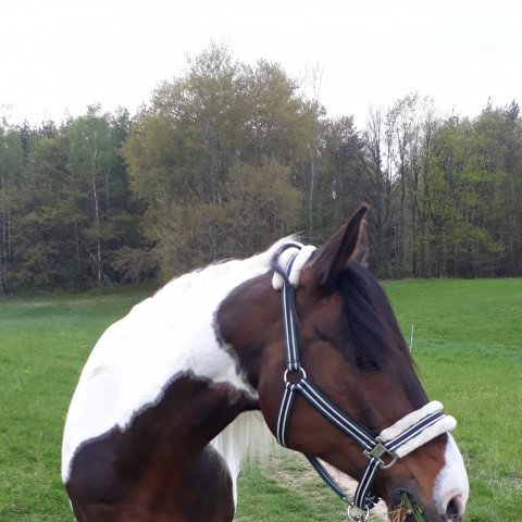 Springpferd Kintano 2 (Kleines deutsches Reitpferd, 2007, von Kid) Springpferd Kintano 2 (Kleines deutsches Reitpferd, 2007, von Kid)