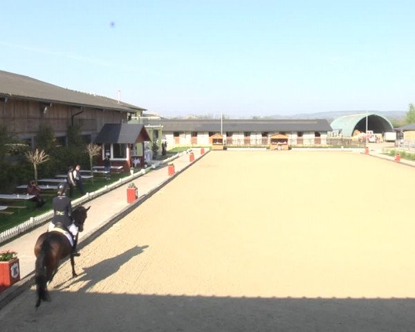 Reitturnier Gerasdorf bei Wien 2023