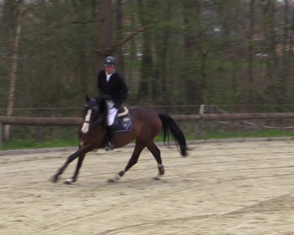 Reitturnier Rhede 2023