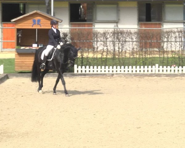 Reitturnier Gerasdorf bei Wien 2023