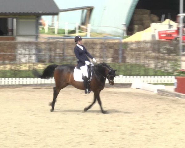Reitturnier Gerasdorf bei Wien 2023