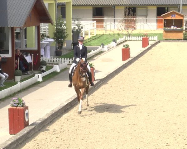 Reitturnier Gerasdorf bei Wien 2023
