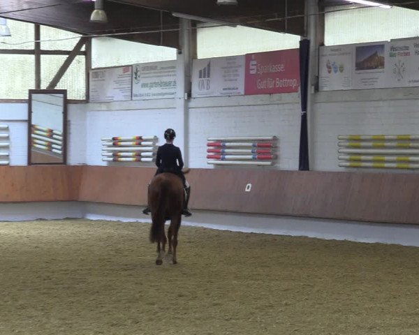 Reitturnier Bottrop 2023
