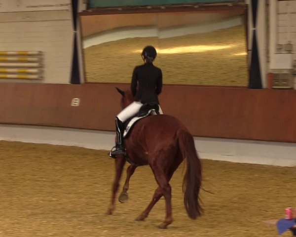 Reitturnier Bottrop 2023