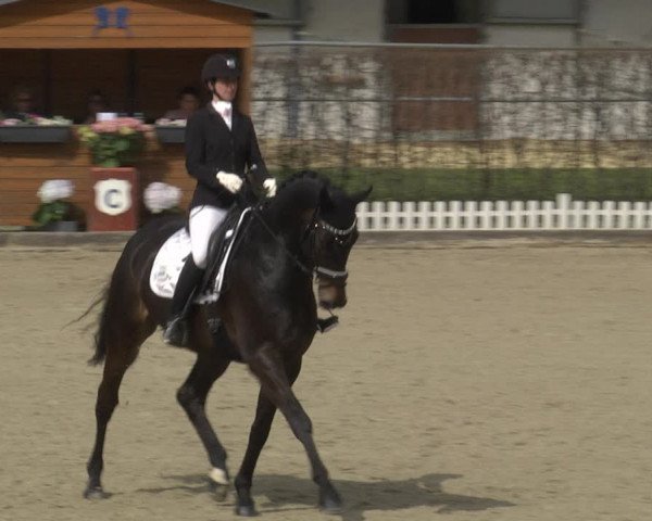 Reitturnier Gerasdorf bei Wien 2023