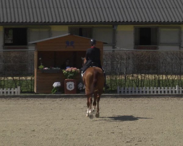 Reitturnier Gerasdorf bei Wien 2023
