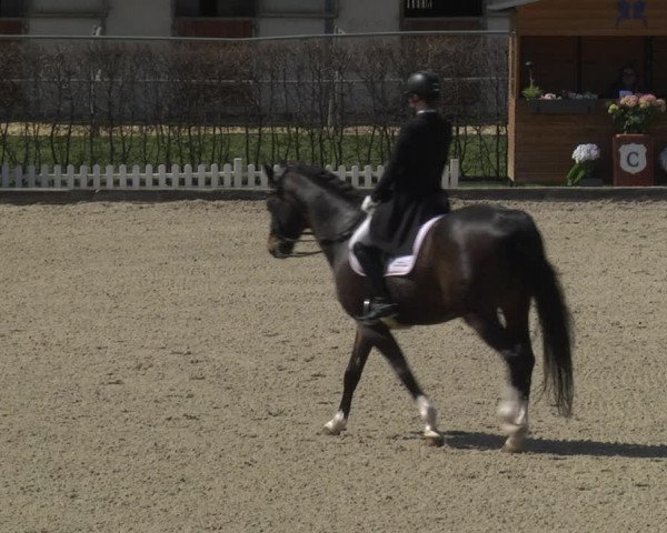 Reitturnier Gerasdorf bei Wien 2023
