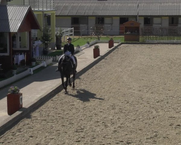 Reitturnier Gerasdorf bei Wien 2023