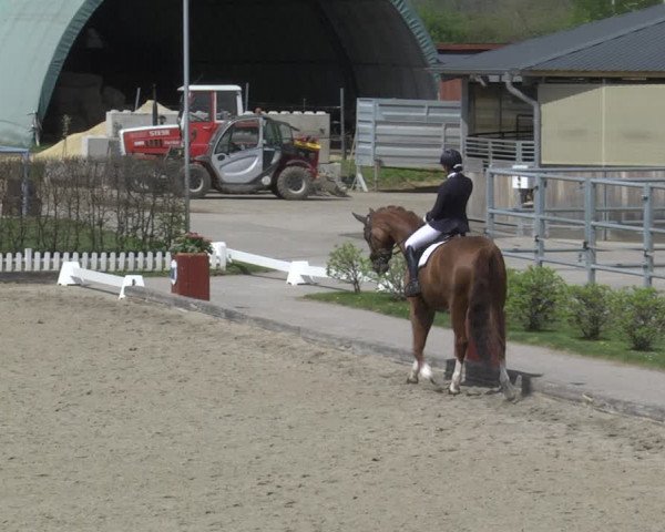 Reitturnier Gerasdorf bei Wien 2023