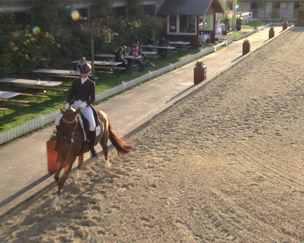 Reitturnier Gerasdorf bei Wien 2023