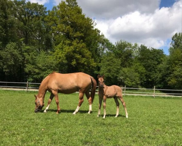 dressage horse Divas Dance Star II (German Riding Pony, 2019, from Dance Star AT NRW)