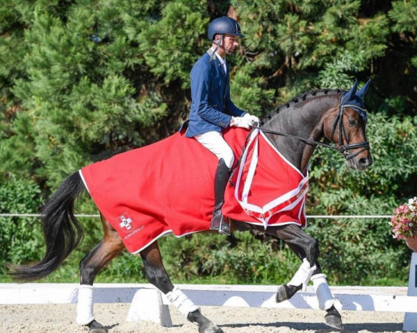 dressage horse Sir Donovan Live CH (Swiss Warmblood, 2014, from Sir Donnerhall I) dressage horse Sir Donovan Live CH (Swiss Warmblood, 2014, from Sir Donnerhall I)