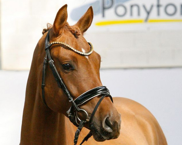 Dressurpferd Divas Dance Star (Deutsches Reitpony, 2018, von Dance Star AT NRW)