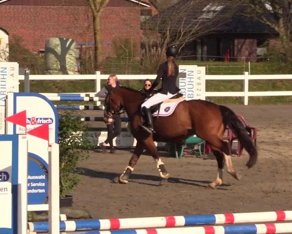 Reitturnier Mildstedt 2023