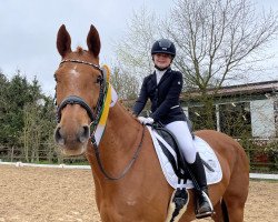dressage horse Wia Malina (Hanoverian, 2005, from Weltano)