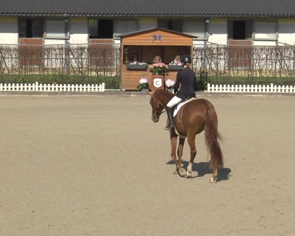 Reitturnier Gerasdorf bei Wien 2023