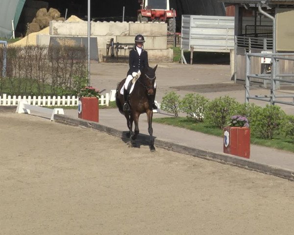 Reitturnier Gerasdorf bei Wien 2023