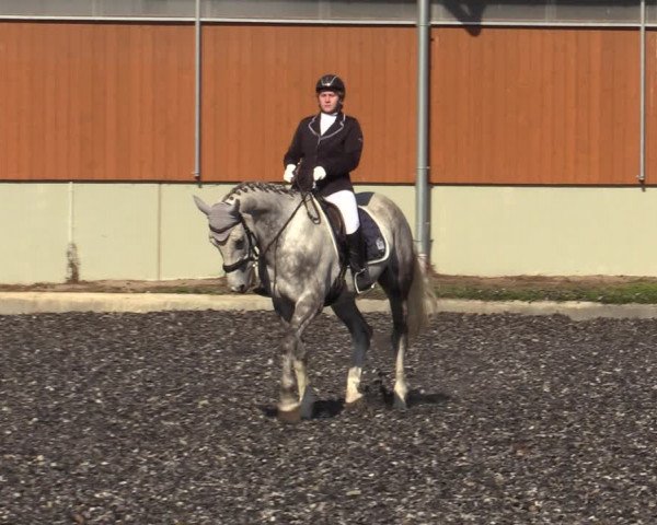 Reitturnier Gerasdorf bei Wien 2023