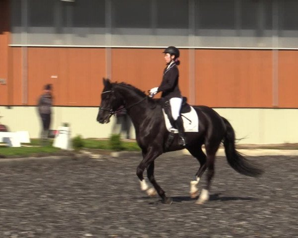 Reitturnier Gerasdorf bei Wien 2023