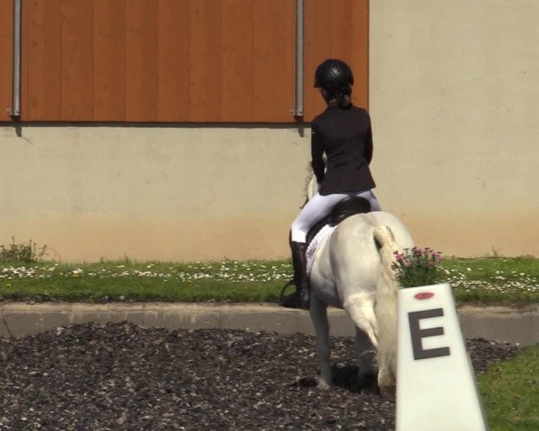 Reitturnier Gerasdorf bei Wien 2023