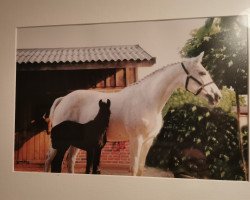 broodmare Farina (Oldenburg, 1987, from Furioso II)