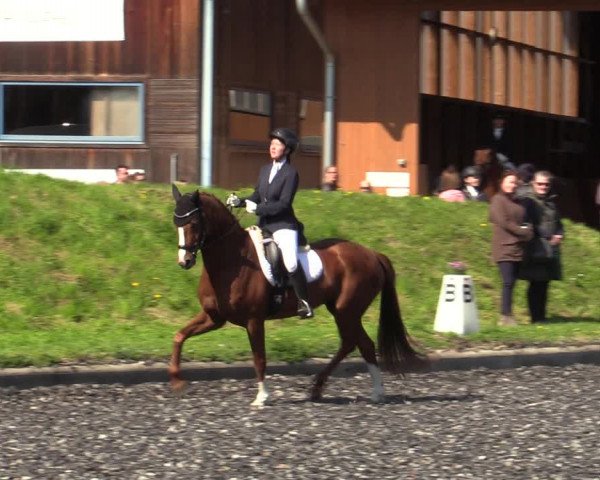 Reitturnier Gerasdorf bei Wien 2023