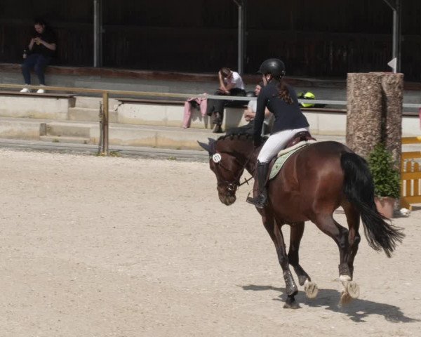 Reitturnier Ingolstadt-Hagau/Obb. 2023