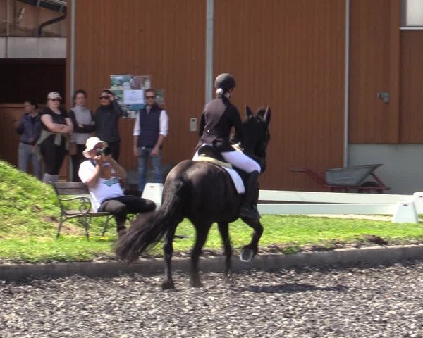 Reitturnier Gerasdorf bei Wien 2023